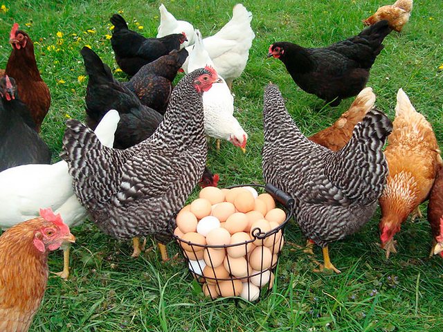 Содержание кур и уход за ними | ЗооТом - продажа, вязка и услуги для животных в Чебаркуле