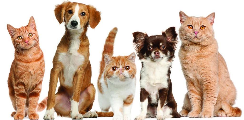 Доска объявлений о животных | ЗооТом - продажа, вязка и услуги для животных в Чебаркуле