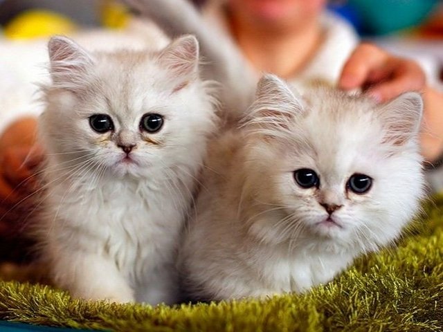 Породы кошек в Чебаркуле | ЗооТом портал о животных