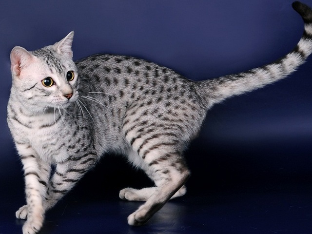 Породы кошек в Чебаркуле | ЗооТом портал о животных