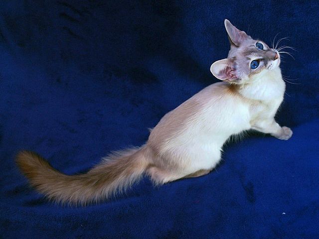 Выведенные породы кошек в Чебаркуле | ЗооТом портал о животных