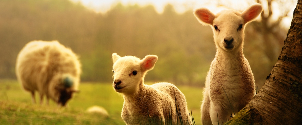 Объявления о сельскохозяйственных животных | ЗооТом - продажа, вязка и услуги для животных в Чебаркуле
