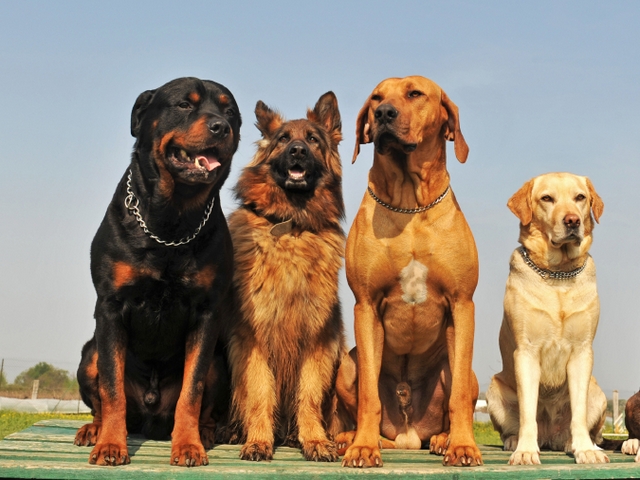 Крупные породы собак в Чебаркуле | ЗооТом портал о животных