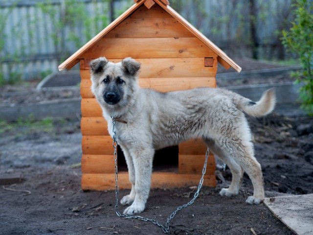 Все о собаках в Чебаркуле Все о собаках в Чебаркуле